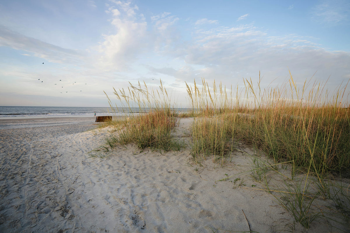 Hilton Head Island beach and dunes